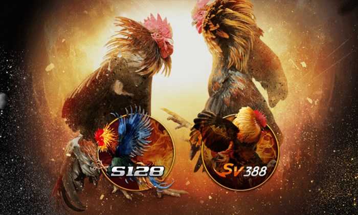 Đá gà online C54 có hấp dẫn như lời đồn: