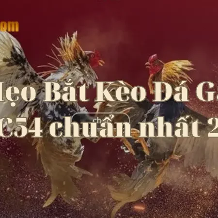Mẹo Bắt Kèo Đá Gà tại C54 chuẩn nhất 2023