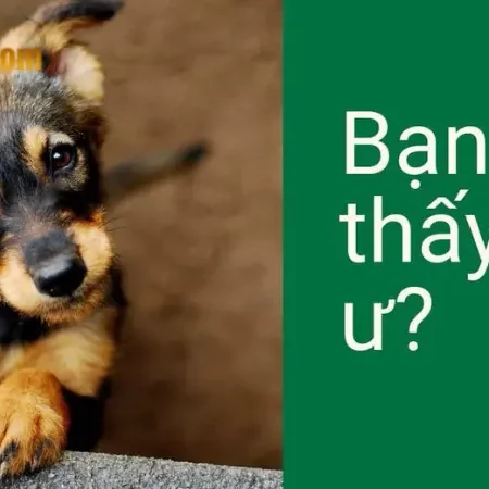 Mơ thấy bầy chó – nên đánh con gì chiều nay?